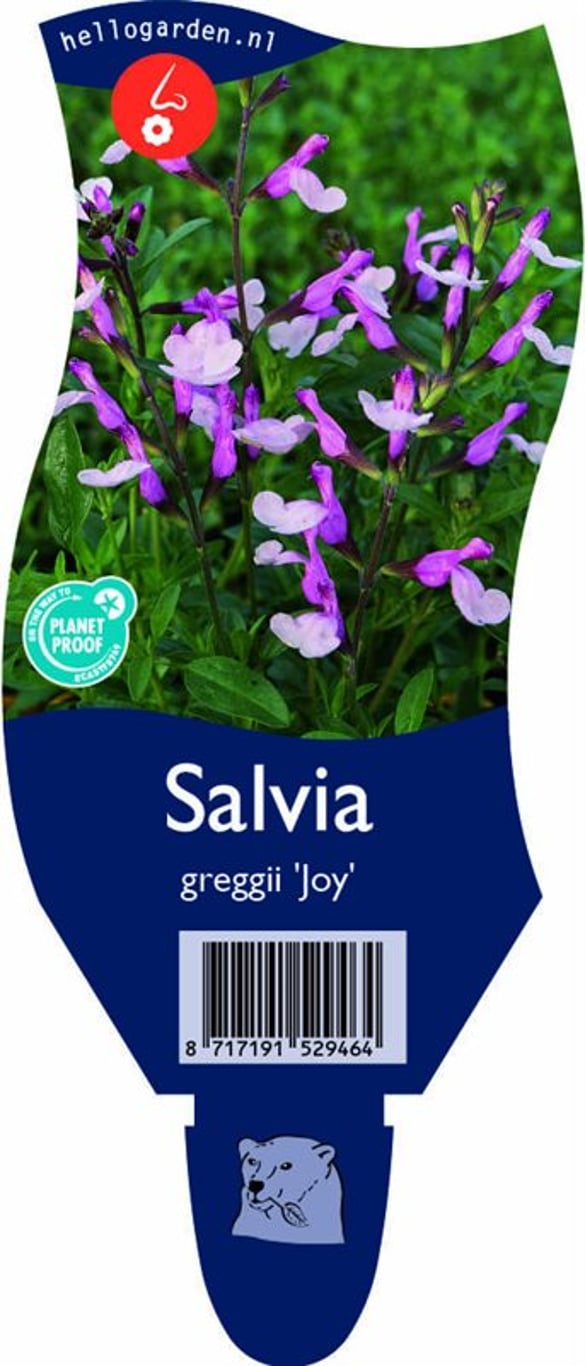 Salvia gr. 'Joy' - P11